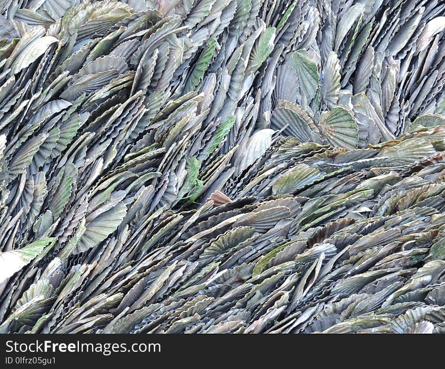 Grass Family, Grass, Sardine, Fish