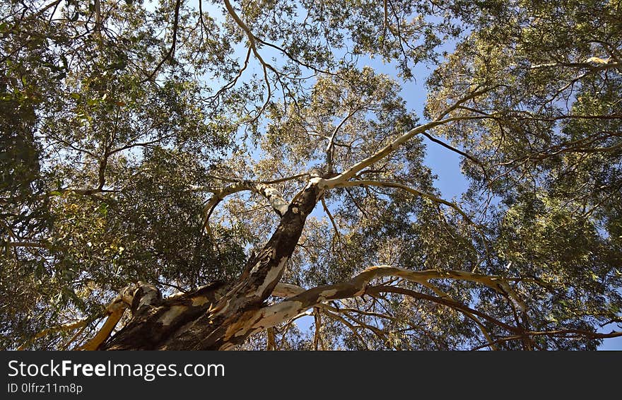 Tree, Branch, Woody Plant, Plant