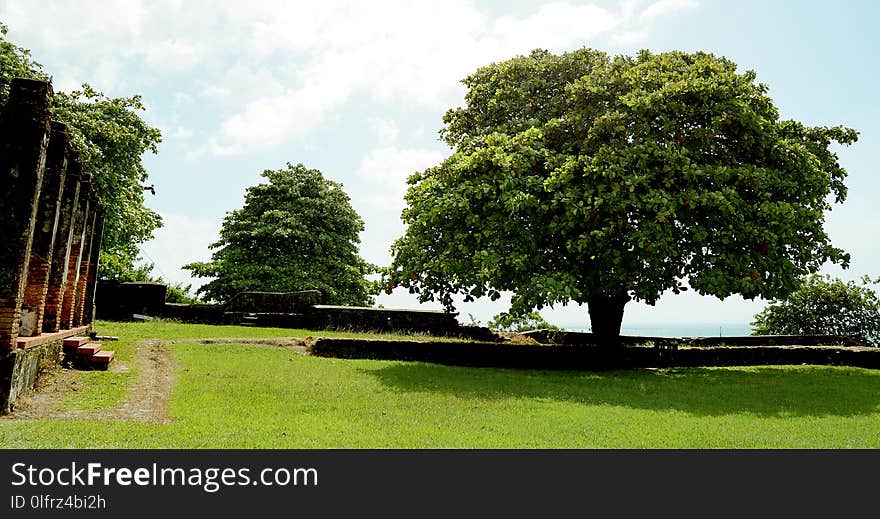 Tree, Vegetation, Plant, Garden