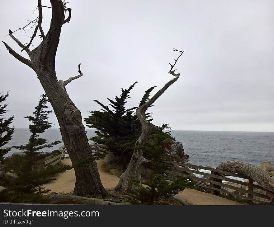 Tree, Woody Plant, Plant, Branch