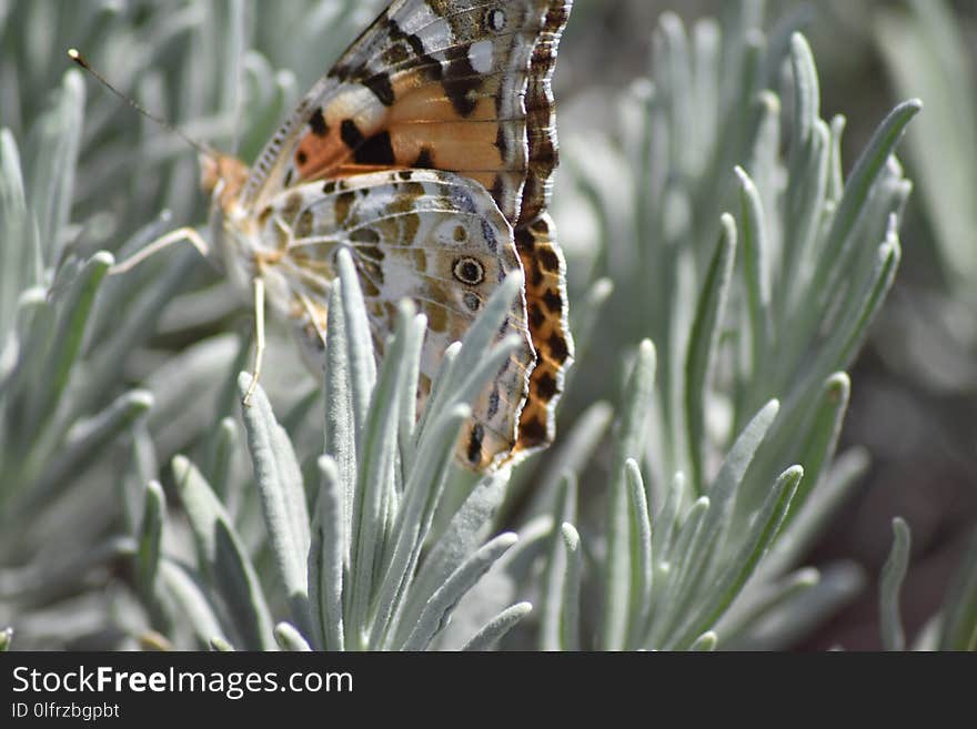 Moths And Butterflies, Insect, Invertebrate, Butterfly