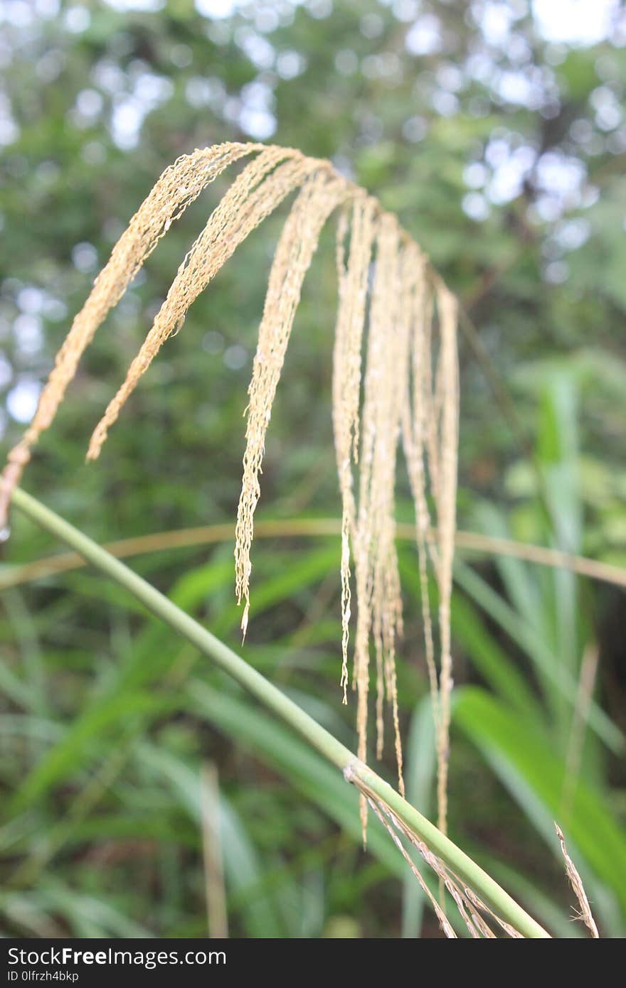 Grass Family, Grass, Plant, Phragmites