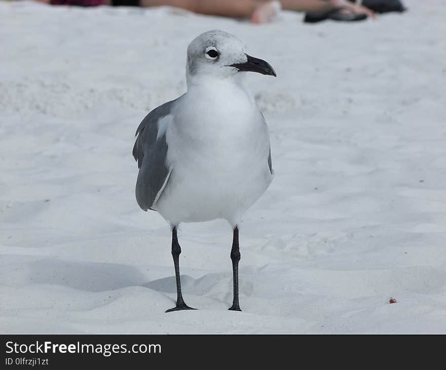 Bird, Seabird, Gull, Beak