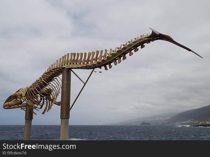 Dinosaur, Wildlife
