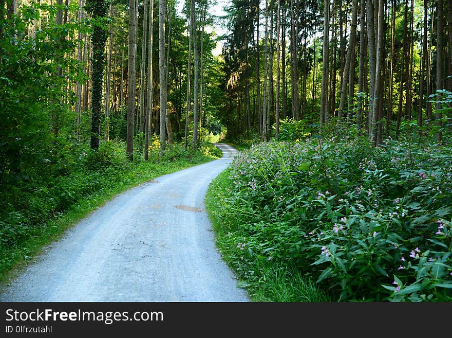 Path, Ecosystem, Vegetation, Nature Reserve