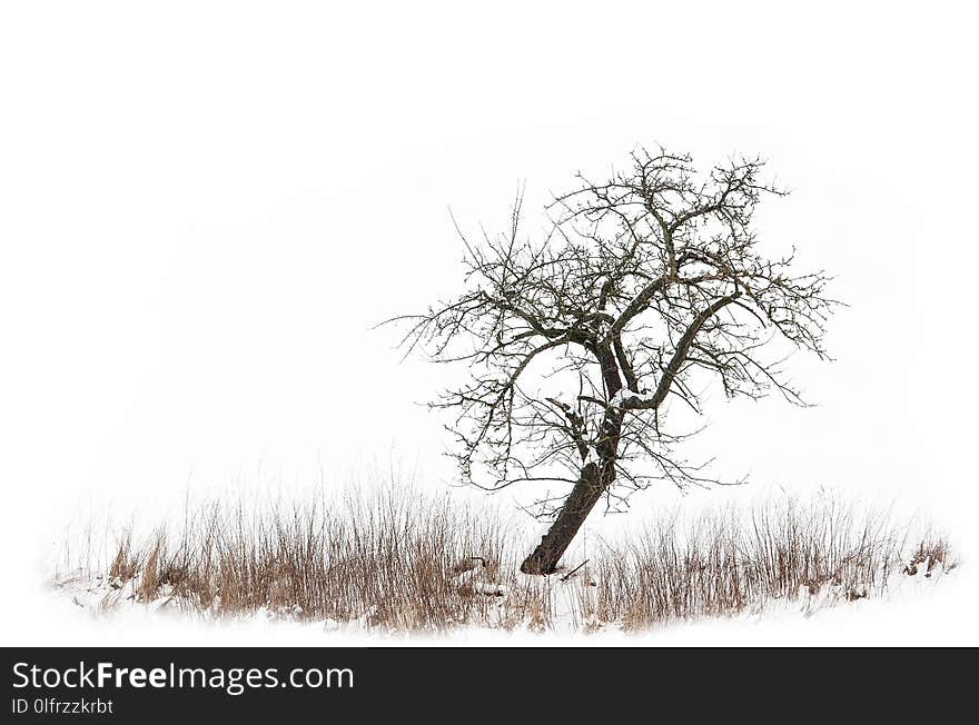 Branch, Tree, Black And White, Winter