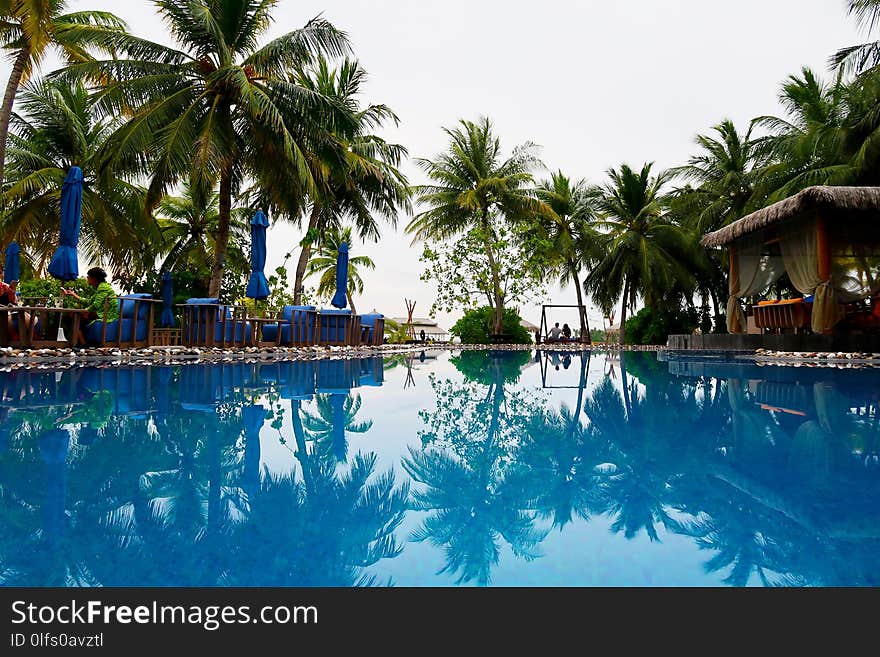 Resort, Water, Swimming Pool, Reflection