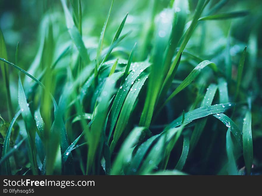 Green fresh grass with drops of morning water dew after rain, nature background with raindrop, mockup backdrop leaf plant closeup