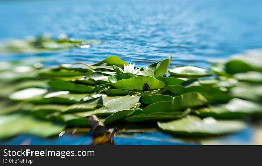 White lotus flower and green leaves on the surface of calm water