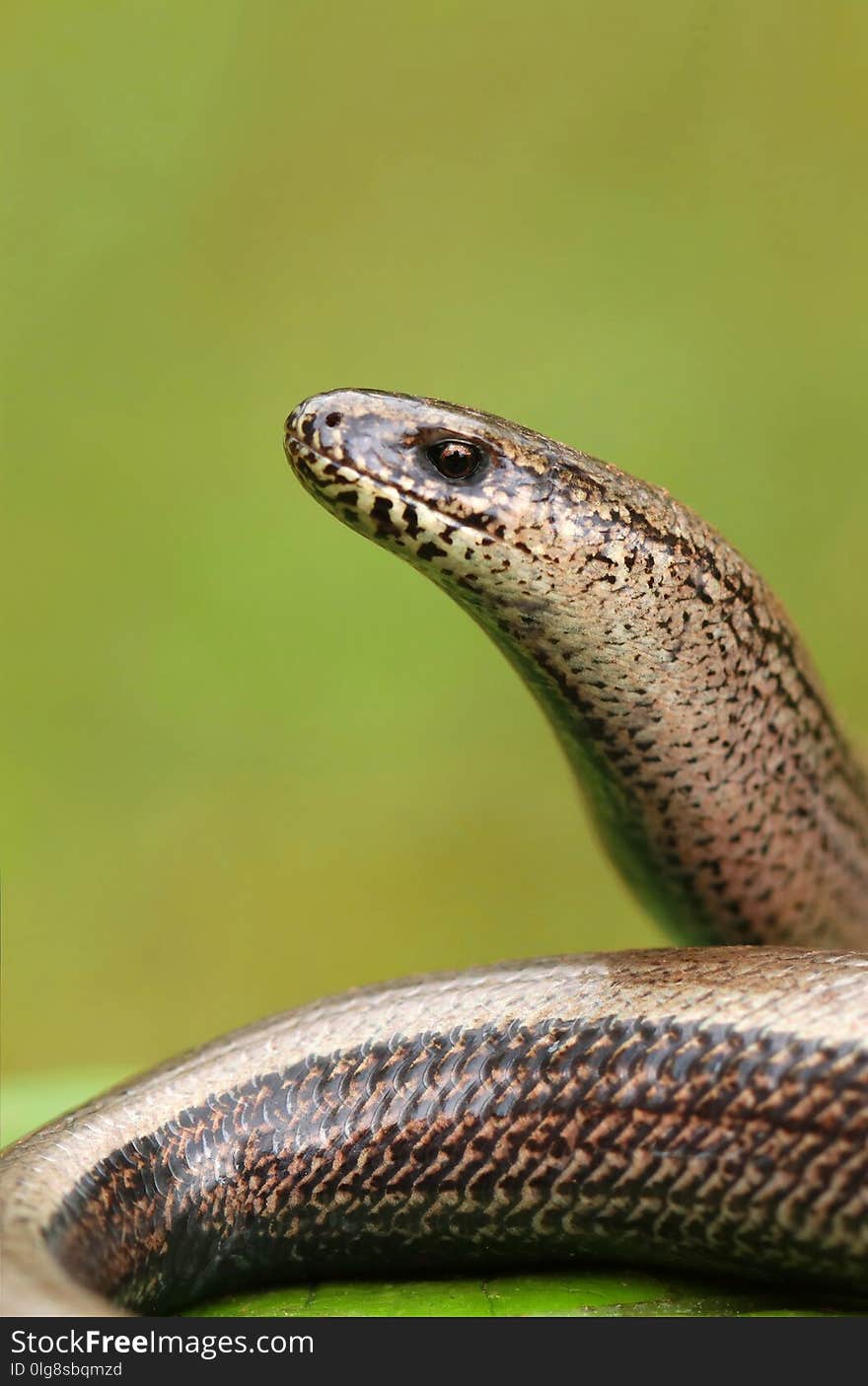 Tender blindworm Anguis fragilis