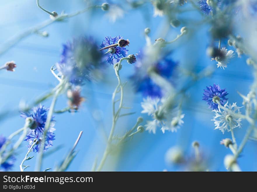 Colorful Flowers In Soft Color And Blur Style For Background