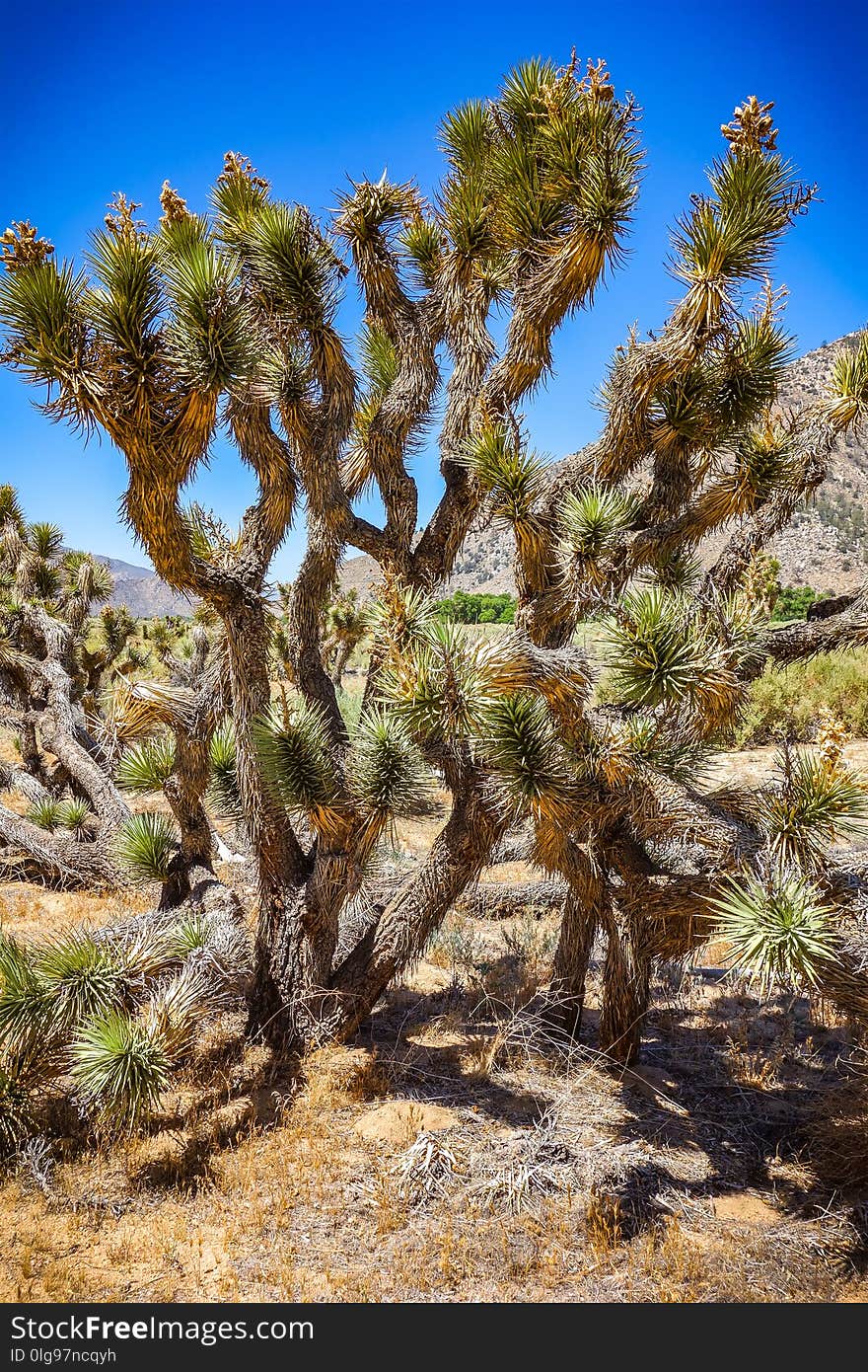 Joshua Tree National Park is an American national park in southeastern California, east of Los Angeles, near Palm Springs. The park is named for the Joshua trees Yucca brevifolia native to the Mojave Desert. Joshua Tree National Park is an American national park in southeastern California, east of Los Angeles, near Palm Springs. The park is named for the Joshua trees Yucca brevifolia native to the Mojave Desert.