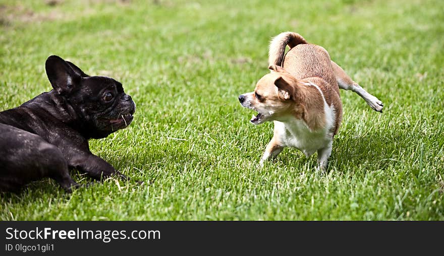 French Bulldog and Chihuahua playing around on the grass. French Bulldog and Chihuahua playing around on the grass