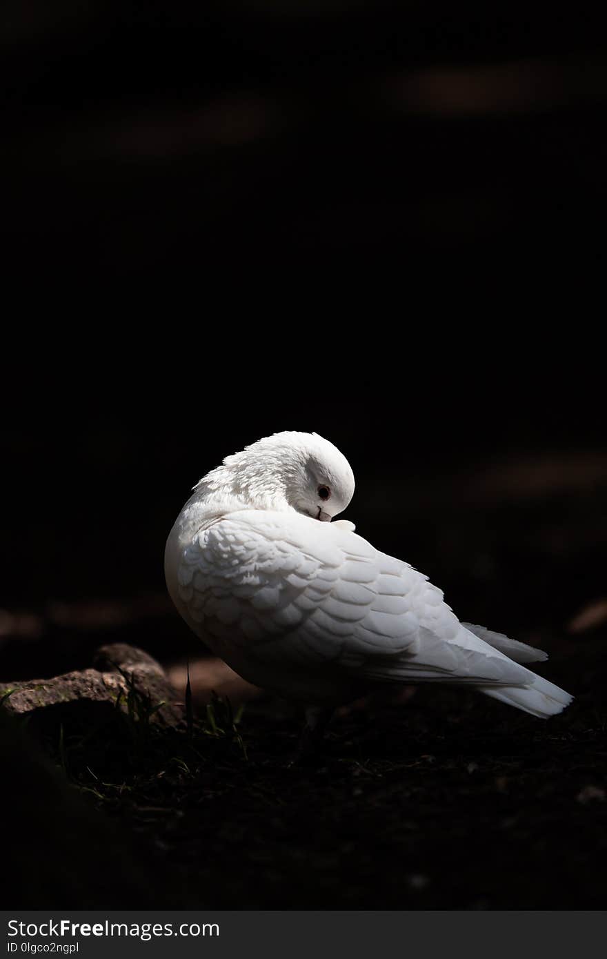 White pigeon sitting on a tree in the woods