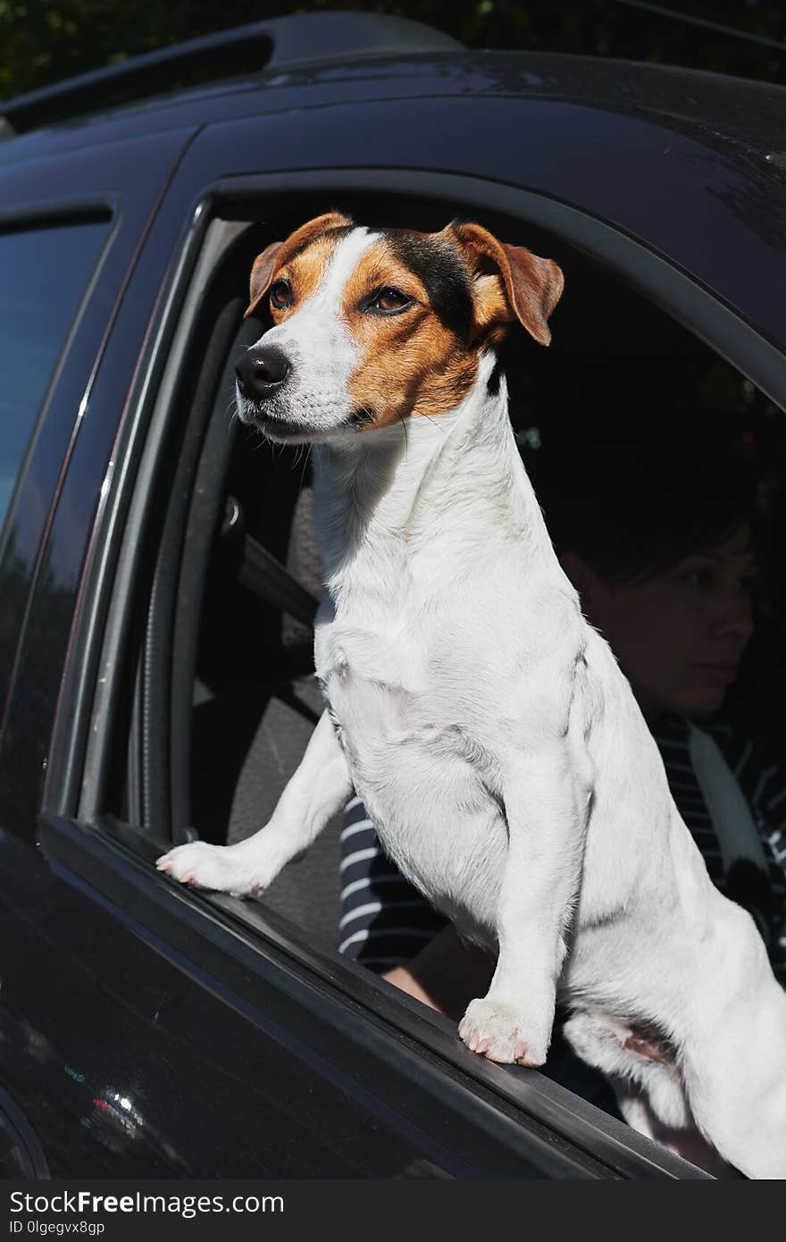 Portrait of dog while looking through car`s window