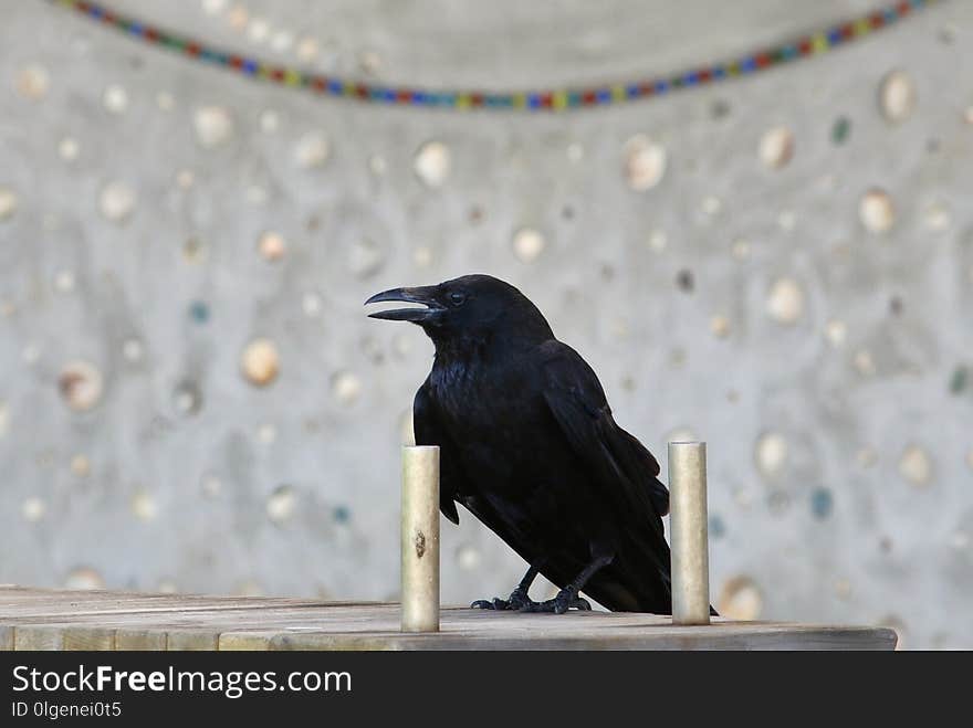 Bird, American Crow, Crow, Crow Like Bird