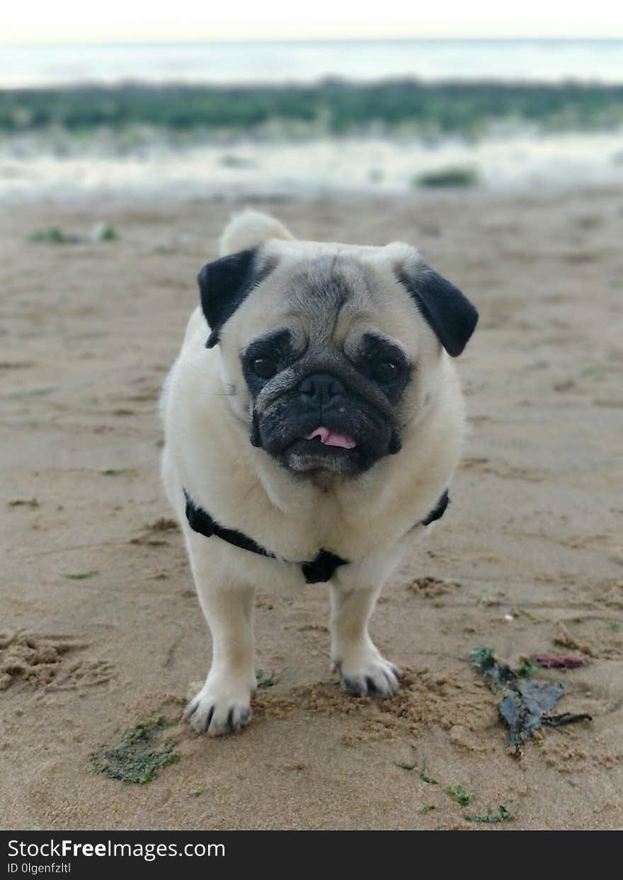 Pug, Dog, Dog Like Mammal, Dog Breed