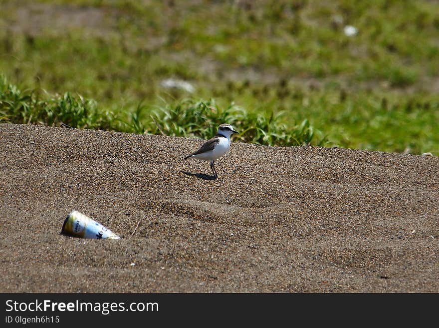 Bird, Fauna, Ecosystem, Wildlife