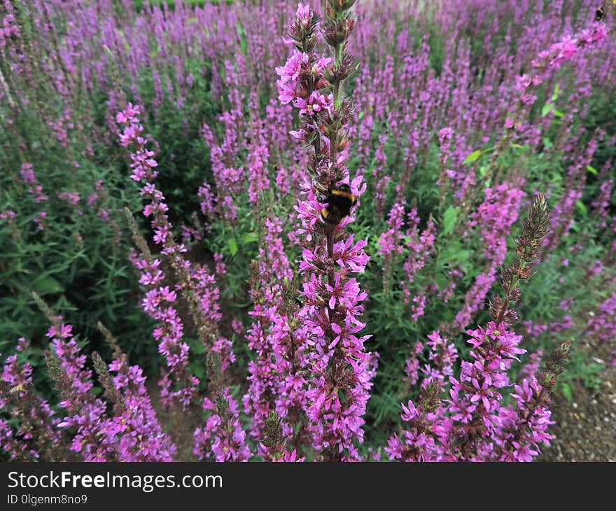 Plant, Flower, Hyssopus, Lavender