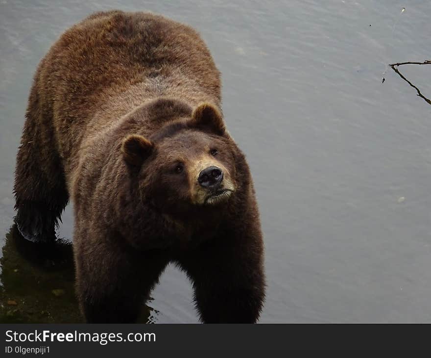 Brown Bear, Grizzly Bear, Mammal, Bear