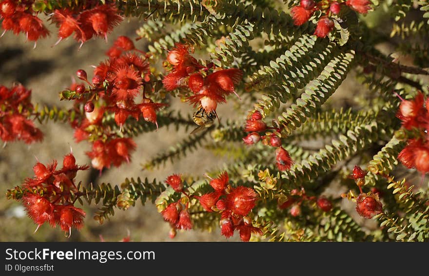 Christmas Decoration, Tree, Spruce, Branch