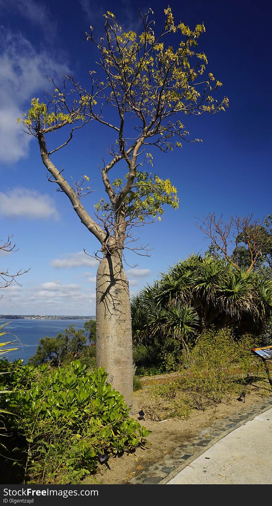 Tree, Sky, Woody Plant, Vegetation