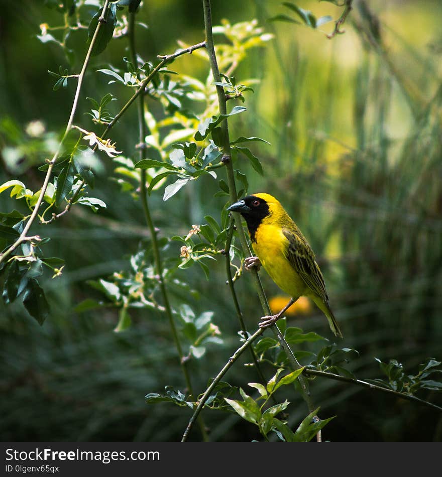 Bird, Fauna, Ecosystem, Beak