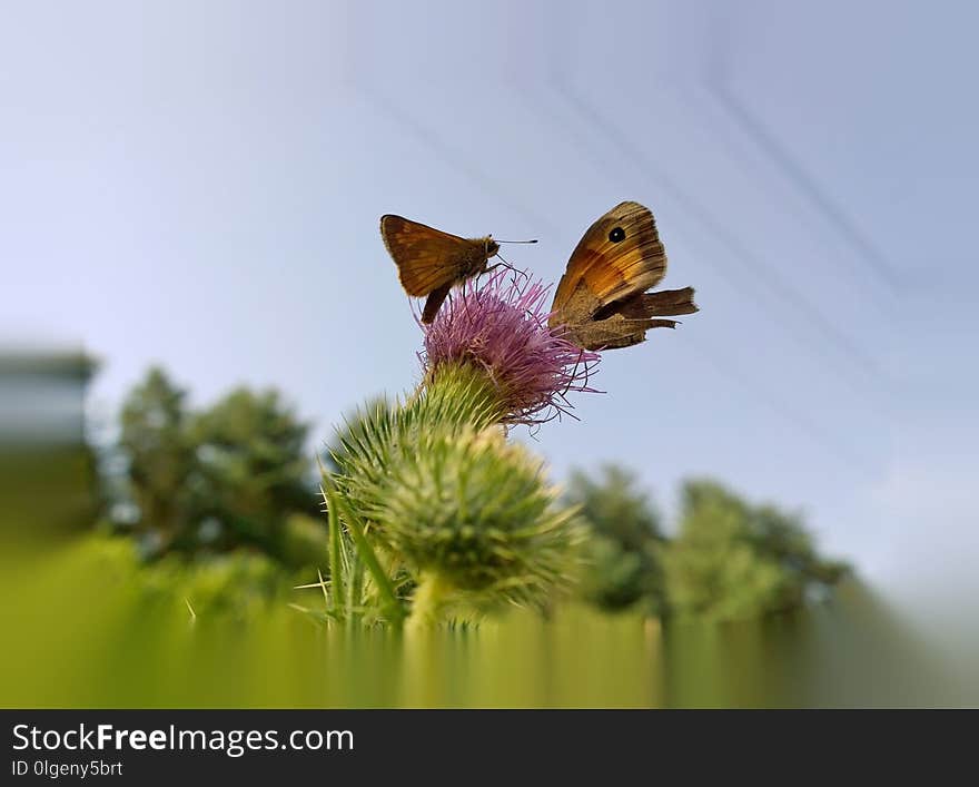 Butterfly, Moths And Butterflies, Insect, Brush Footed Butterfly