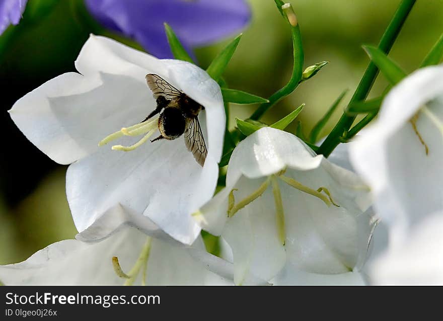 Flower, White, Flora, Bee