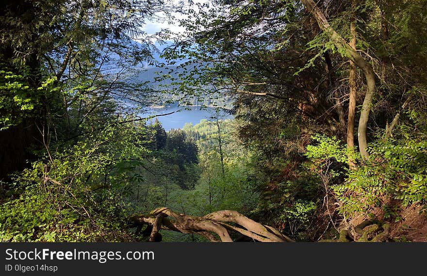 Vegetation, Nature, Nature Reserve, Ecosystem