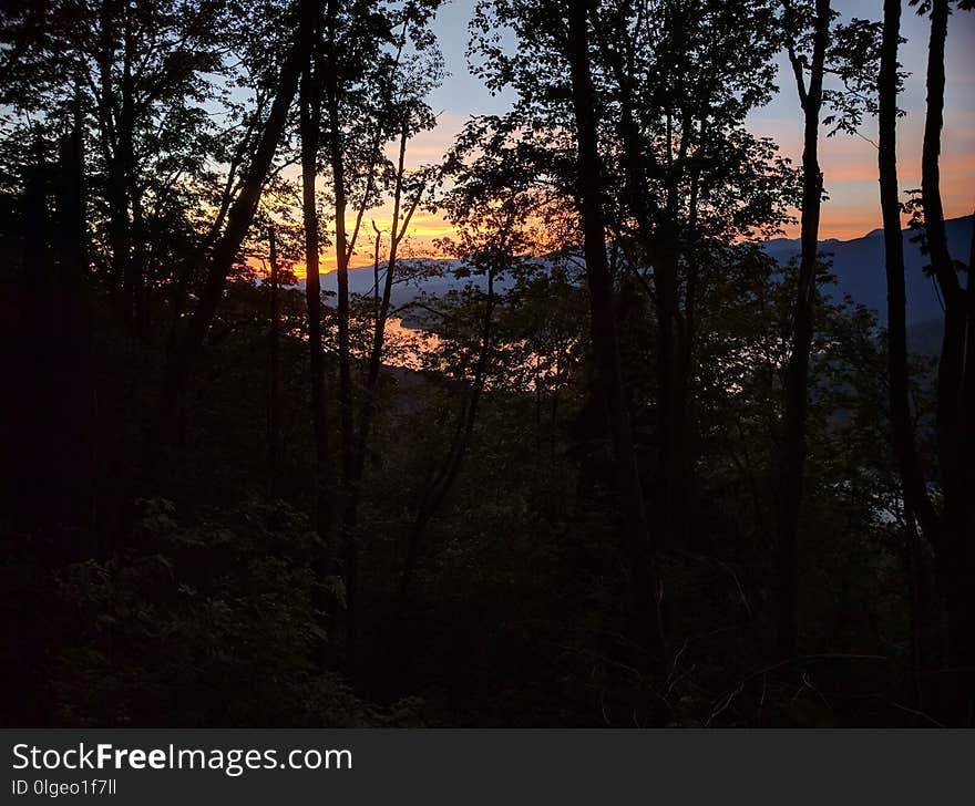 Nature, Forest, Sky, Tree