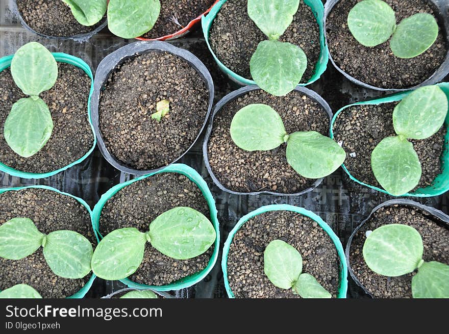 Plant, Leaf, Soil, Herb