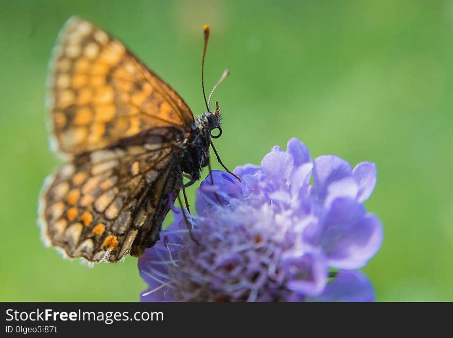 Butterfly, Insect, Moths And Butterflies, Brush Footed Butterfly