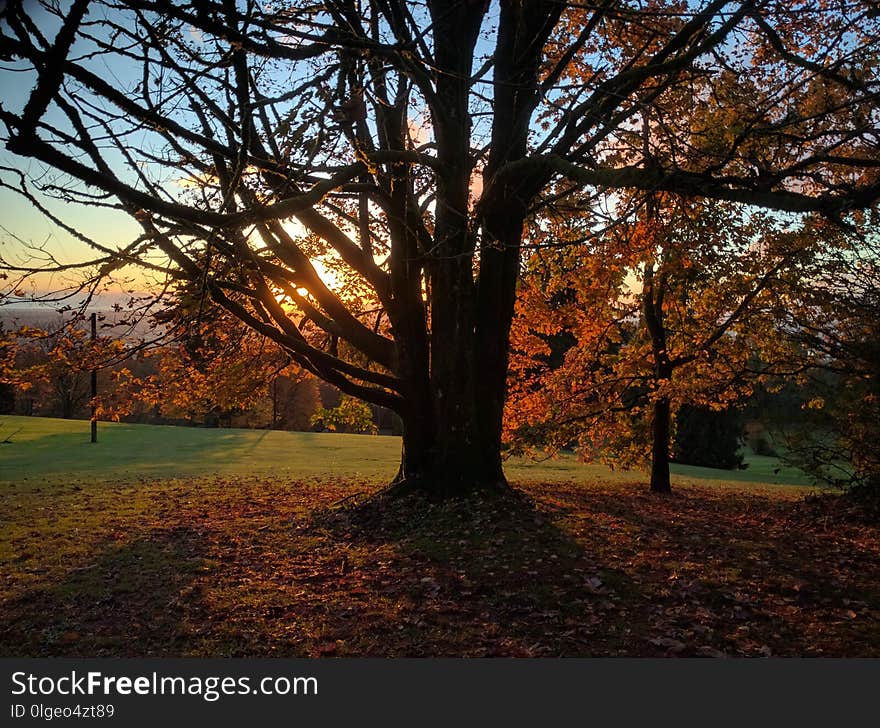 Nature, Tree, Leaf, Autumn