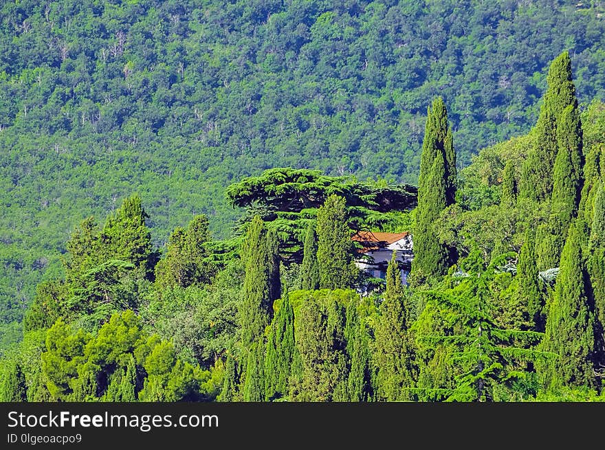 Vegetation, Nature, Ecosystem, Tree