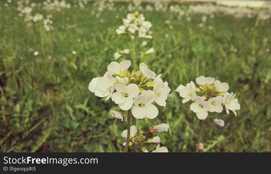 Flower, Flora, Plant, Spring