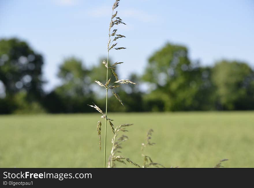 Field, Grass, Grassland, Sky