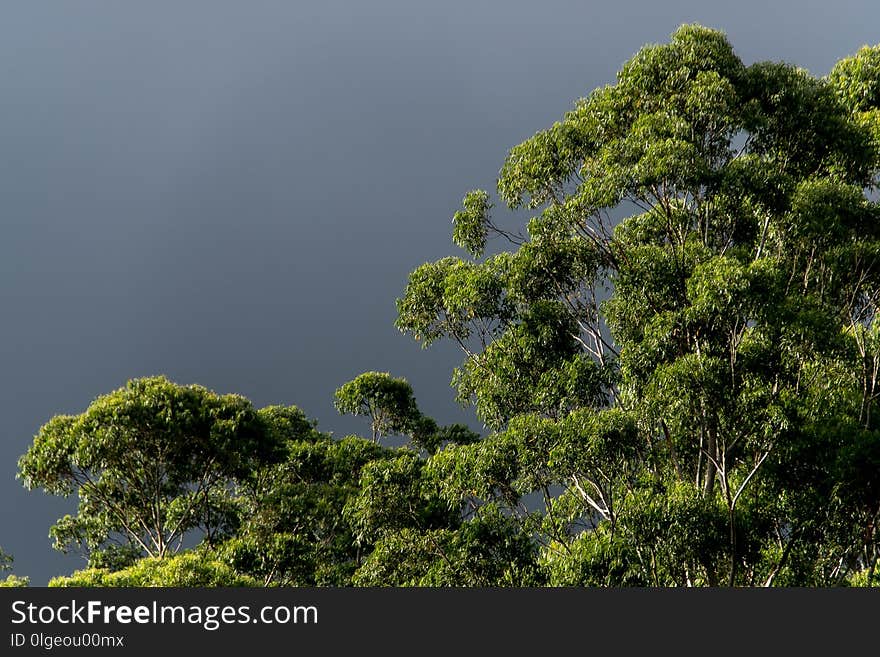 Tree, Vegetation, Sky, Woody Plant