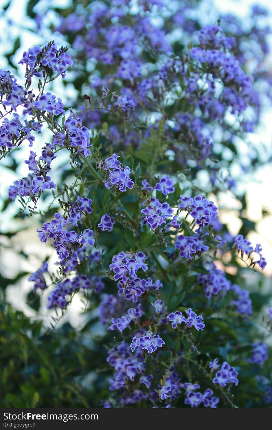 Plant, Flower, Lilac, Subshrub