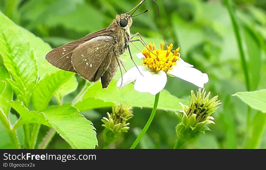 Butterfly, Moths And Butterflies, Insect, Brush Footed Butterfly