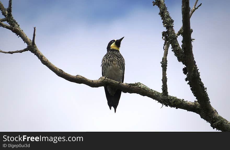 Bird, Beak, Fauna, Branch