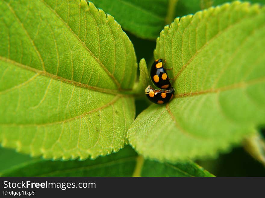 Insect, Macro Photography, Leaf, Organism