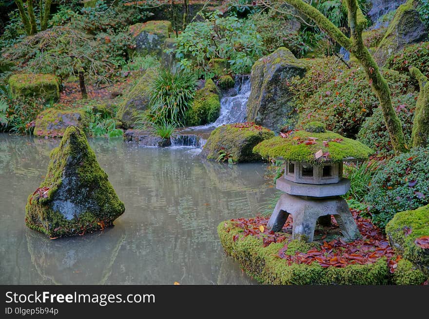 Nature, Vegetation, Water, Botanical Garden