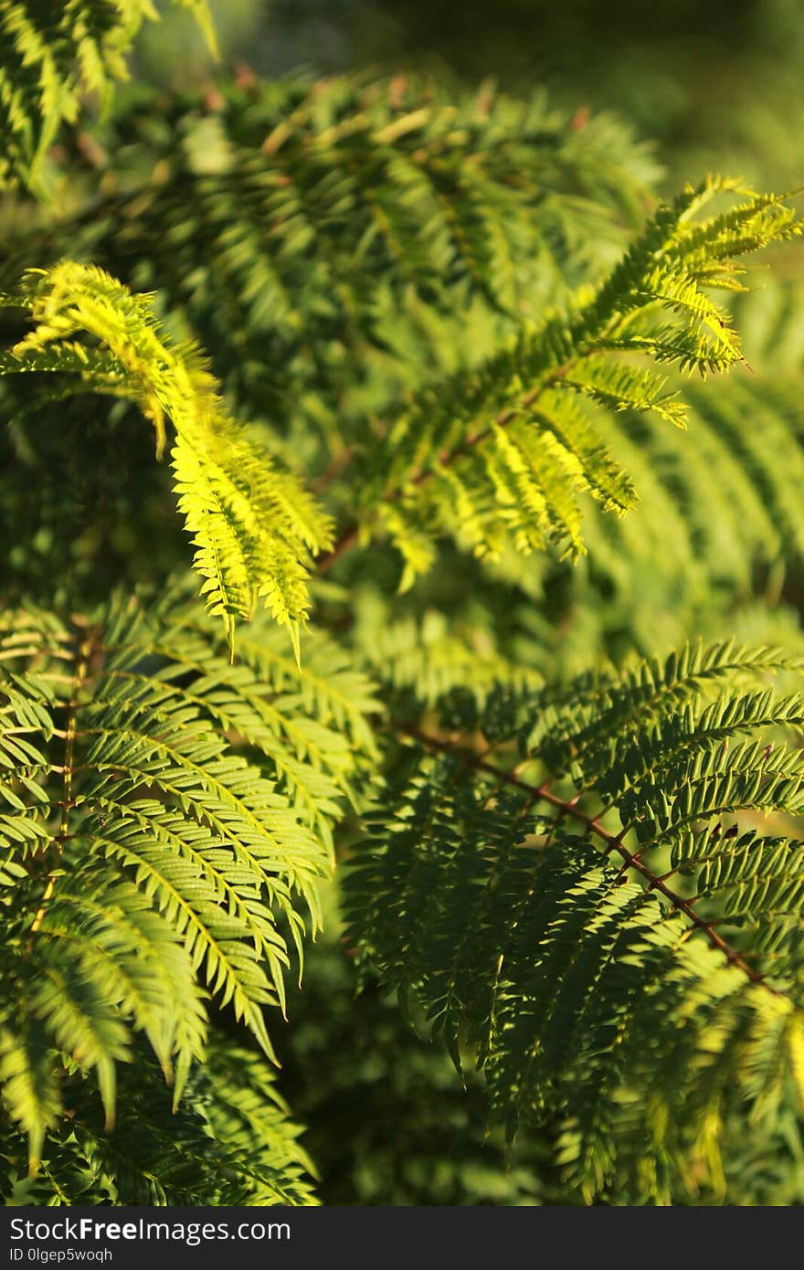 Vegetation, Plant, Ferns And Horsetails, Fern