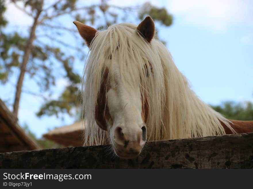 Horse, Mane, Horse Like Mammal, Fauna