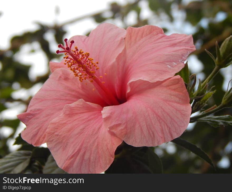 Flower, Pink, Plant, Flowering Plant