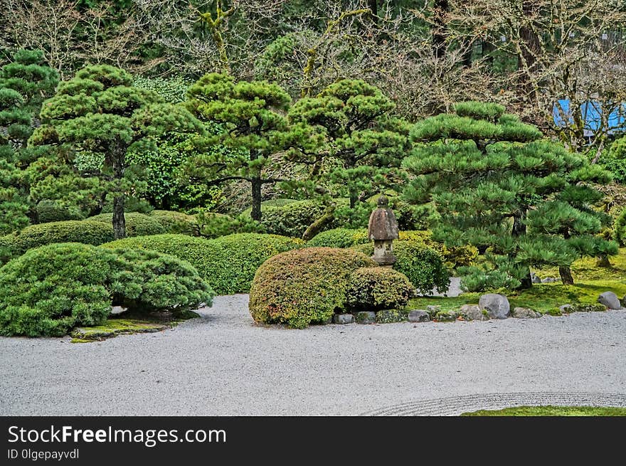 Vegetation, Tree, Plant, Garden