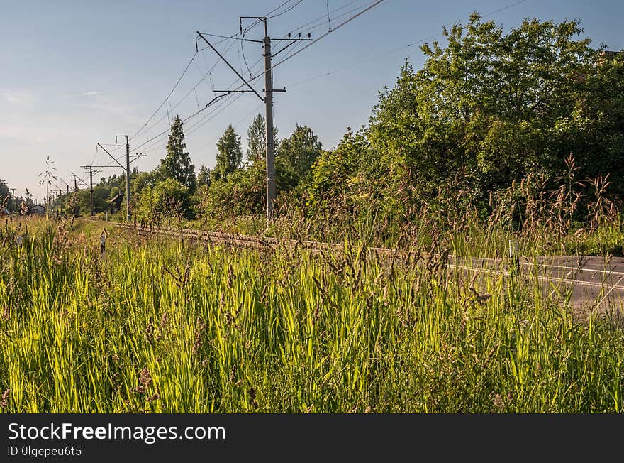 Vegetation, Ecosystem, Nature Reserve, Wetland