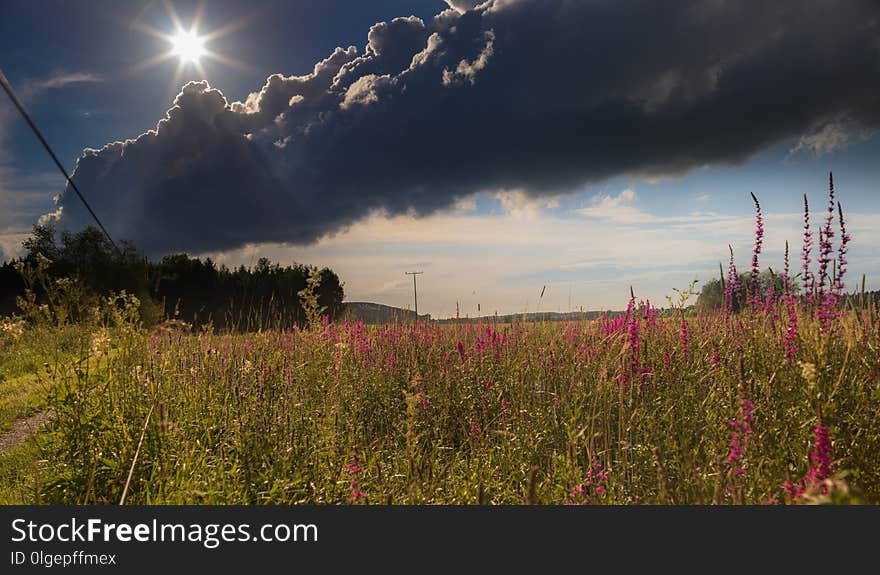 Sky, Cloud, Ecosystem, Meadow