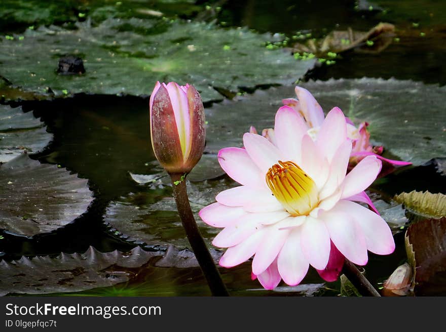 Flower, Plant, Water, Flora